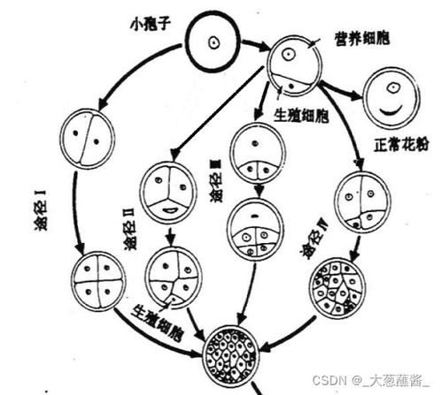 利用单倍体诱导技术加速作物育种 从组织培养到精准育种的新路径
