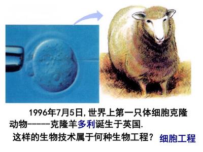 植物细胞工程PPT