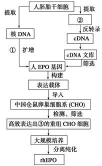 细胞工程